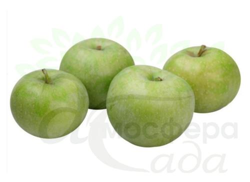 Яблоня Ренет Симиренко 